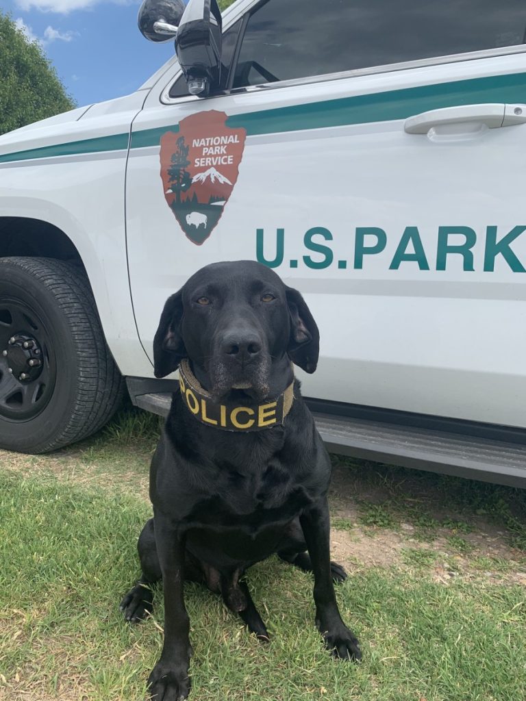 Read more about the article Boomer boomer..k9