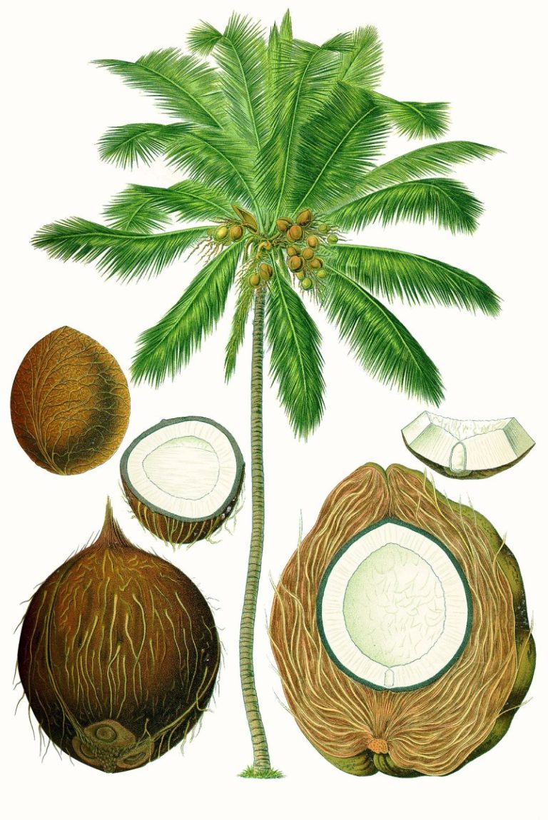 Read more about the article Coconut