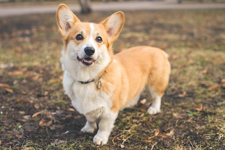 Read more about the article Corgi