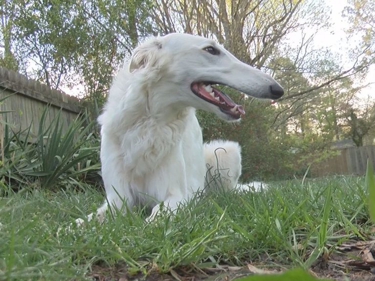 Read more about the article Eris The Borzoi