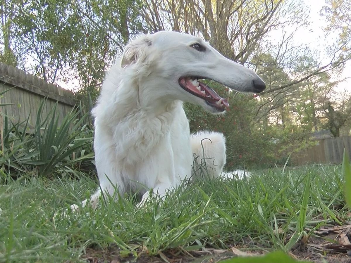 You are currently viewing Eris The Borzoi
