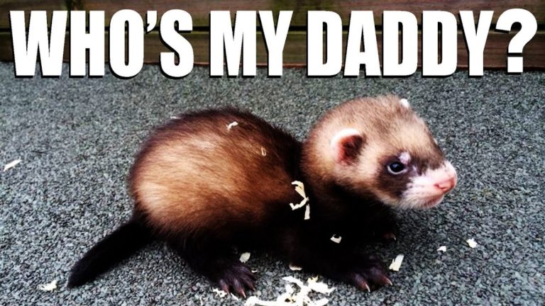 Read more about the article Ferret Daddy