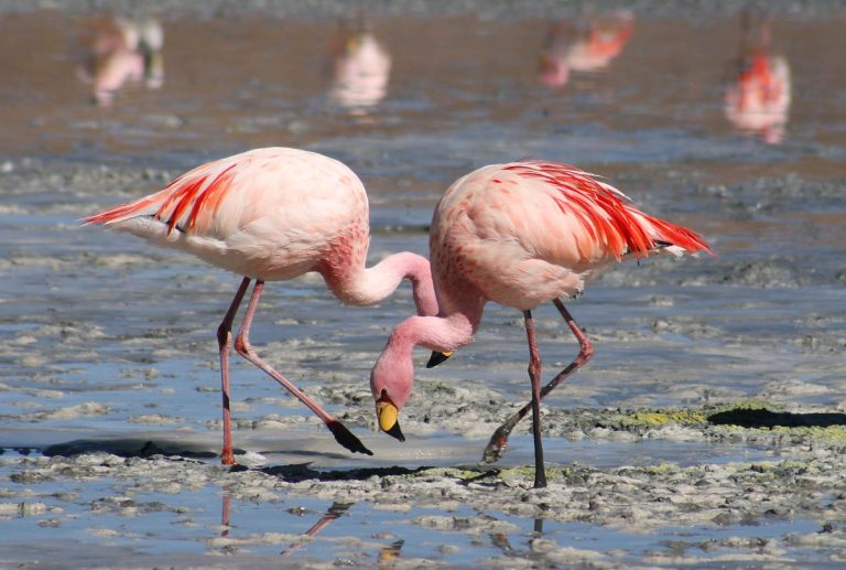 Read more about the article Flamingo