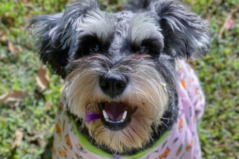 Read more about the article Gigi The Schnauzer