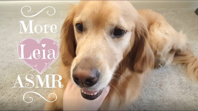 Read more about the article Golden retriever slimes ASMR
