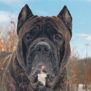 Read more about the article Leo the Cane Corso